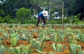 Campesinos se benefician en la entrega de hectáreas del Gobierno.