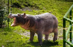 Uno de los hipopótamos de la hacienda Nápoles que vaga por el Magdalena Medio.