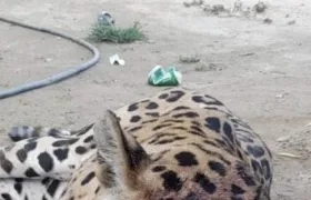Mataron a un jaguar en zona rural de Ciénaga.