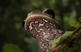 'Osteocephalus vasquezi', la nueva especie de rana.