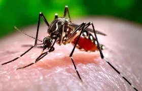 El mosquito transmisor del dengue. 