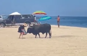 Toro en playa de México.
