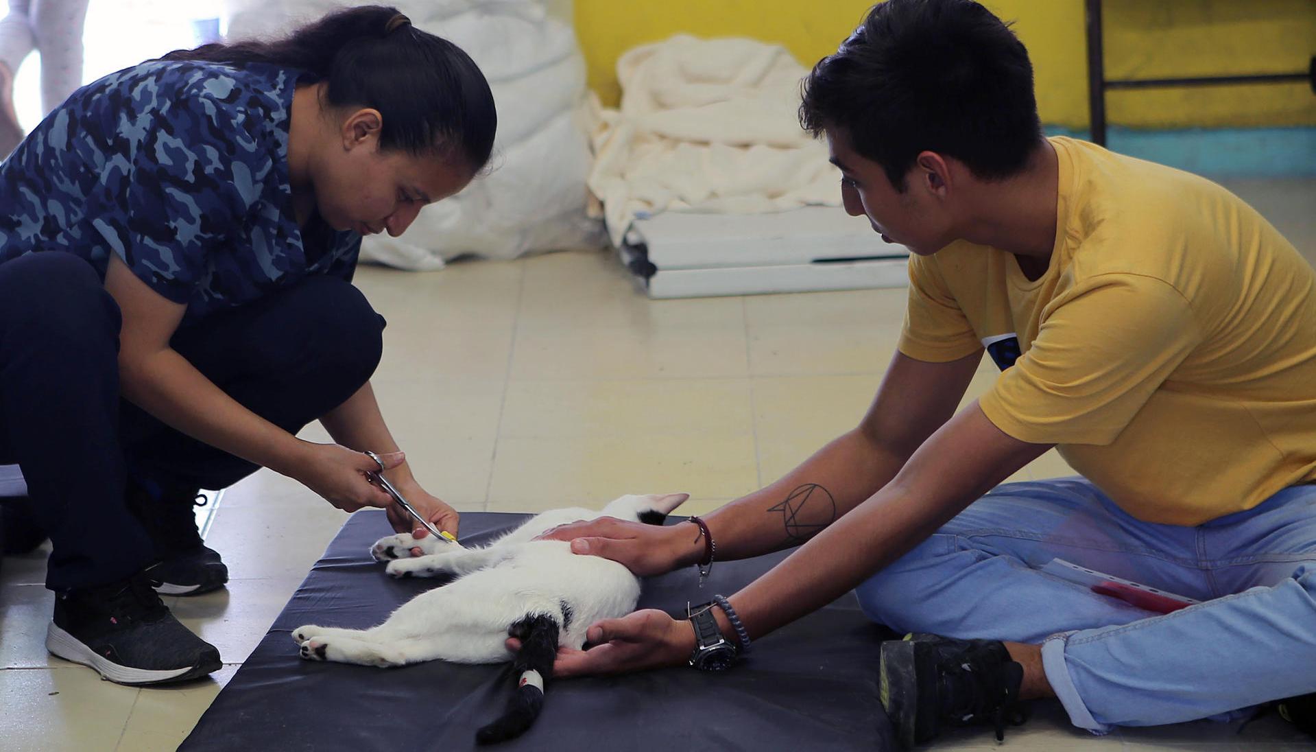 Una médico veterinaria prepara a un gato para ser esterilizado en el balneario de Cancún.