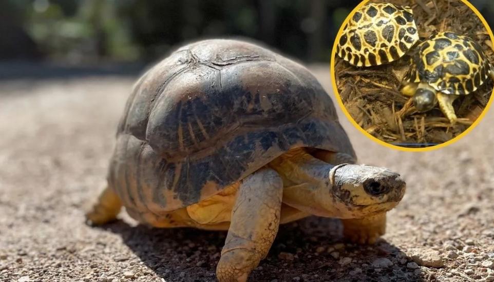 Después de 90 años tortuga se convierte en padre por primera vez.