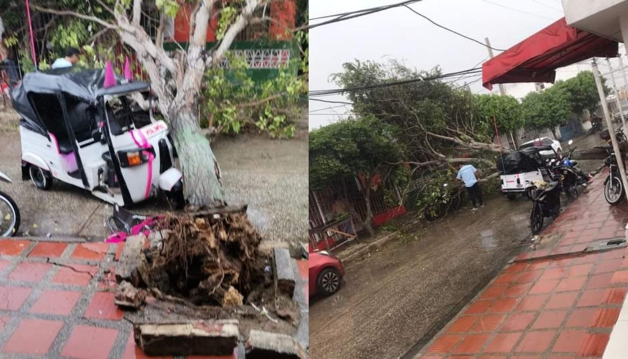 Un árbol cayó encima de un motocarro en el barrio El Concorde. 