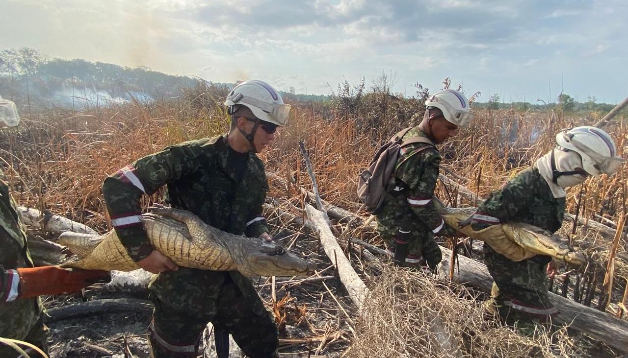 Momentos en que el Ejército rescata a los caimanes. 