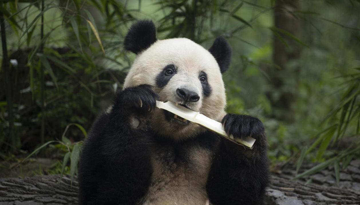 Pandas retornan a China.