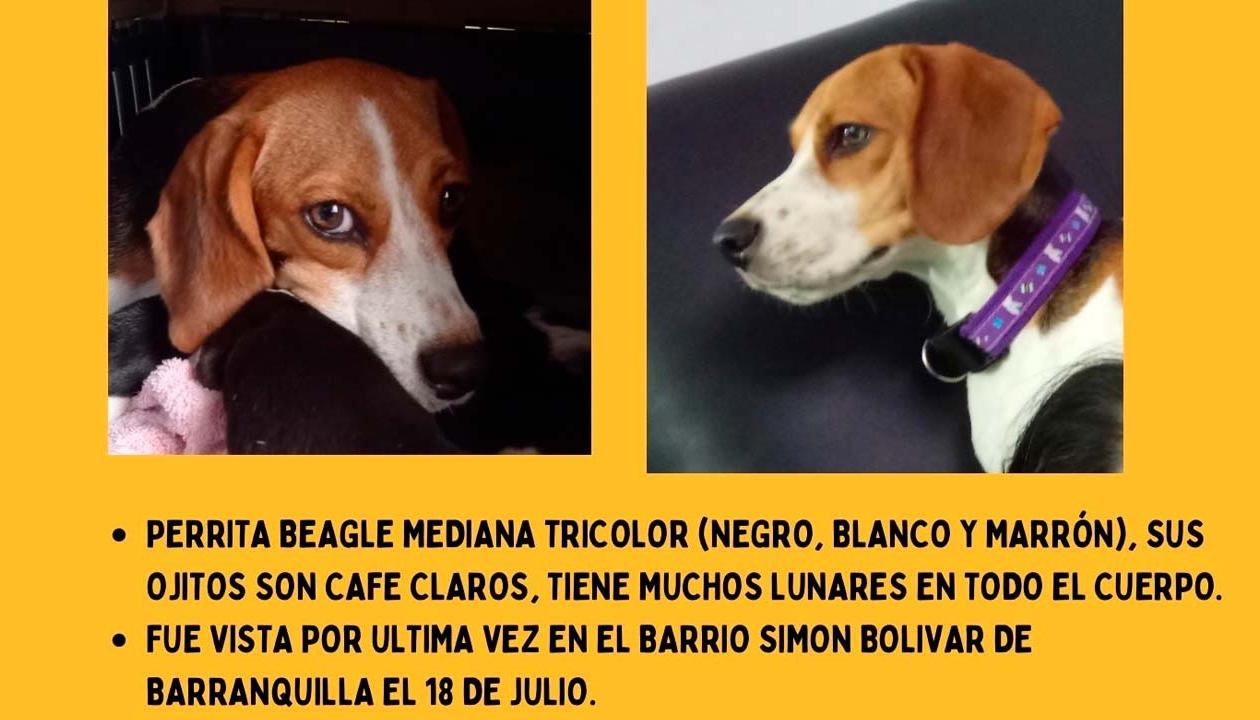 Buscan a ‘Lana’: la última vez que la vieron fue en Simón Bolívar. 