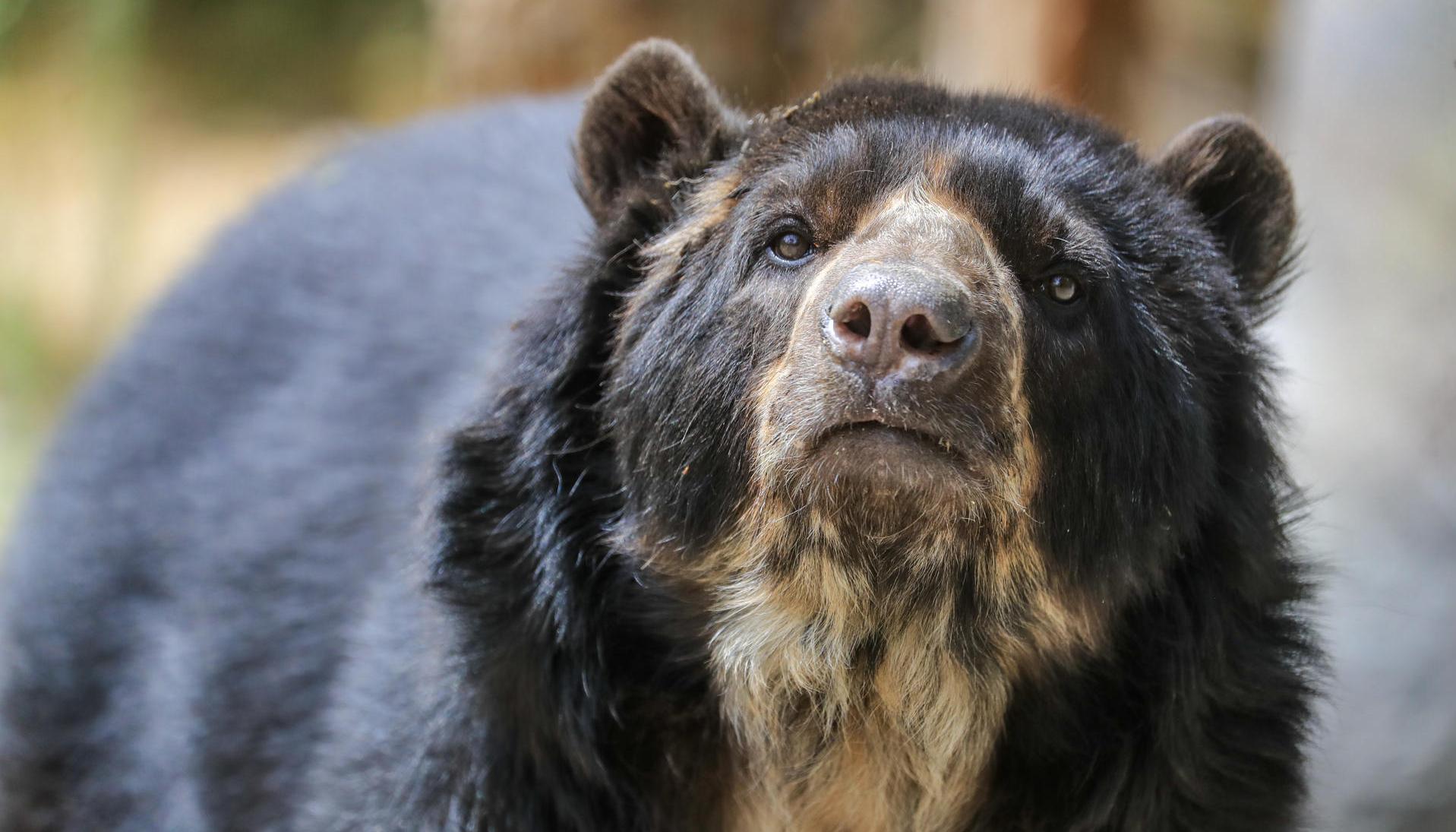 Oso de anteojos.