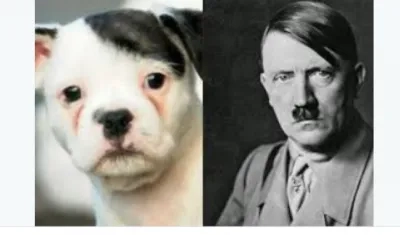 También fue comparado con un perro.