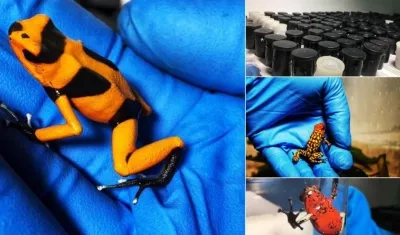  Autoridades incautaron en el aeropuerto El Dorado 216 anfibios que iban rumbo a Europa .