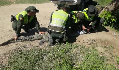 Agentes de la Policía Ambiental controlando al caimán.