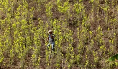 Un campesino que camina por un cultivo de coca en la vereda Pueblo Nuevo del municipio de Briceño (Colombia)