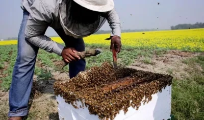 Las colmenas que están ubicadas en las poblaciones de El Socorro, Palmas de Socorro y Confines, tienen abejas llamadas localmente "angelitas", que carecen de aguijón y tienen la particularidad de fabricar miel de mejor calidad.  