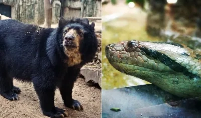 El oso de anteojos y La anaconda 