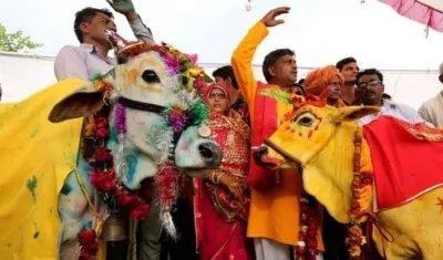 El toro Nandeshwar y la vaca Nandini se dieron el sí para que la sequía termine.