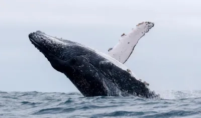 Las ballenas jorobadas, las gigantes del Antártico, se encuentran esta temporada en las cálidas aguas del Pacífico ecuatorial, donde se aparean y reproducen y, de paso, deslumbran a miles de turistas. 