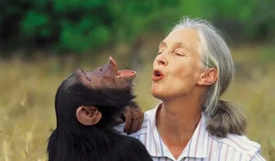 Jane Goodall, experta en chimpancés.