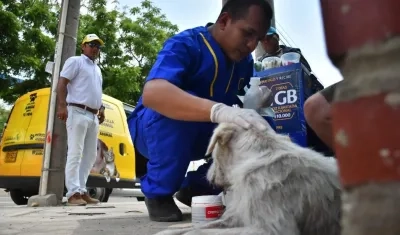 El veterinario José Hernández atendiendo a un perro. 