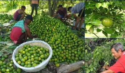 Agrosavia avanza en un proyecto con el cual busca que los citricultores de la región Caribe tengan acceso a nuevas variedades con mejores producciones a las que actualmente se encuentran en el mercado.