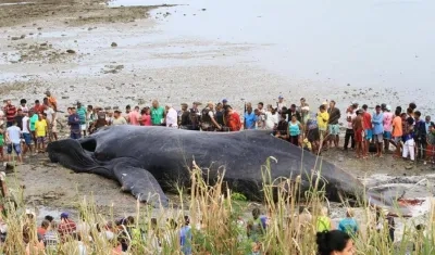 Fotografía de una ballena jorobada que murió a causa de varias heridas este viernes, en una playa de Salvador de Bahía (Brasil).
