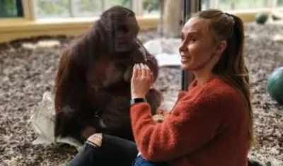 La madre Gemma Copeland es observada por la orangután mientras amamanta a su hijo.