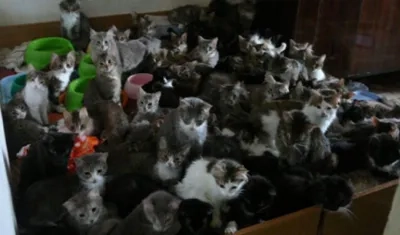  En la actualidad, los voluntarios han encontrado nuevo hogar para unos 50 gatos.