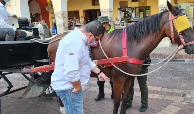 Grupo Gelma revisó 40 caballos en Cartagena.