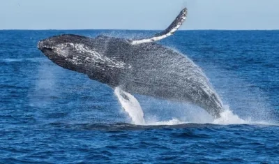 Ballenas barbadas gigantes comen una media de tres veces más alimento al año de lo que los científicos habían calculado anteriormente.