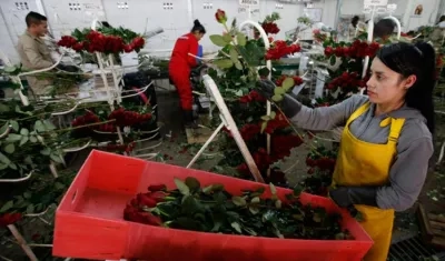 Las rosas colombianas vuelven a ser protagonistas del día de San Valentín.