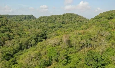 Panorama de las 62 hectáreas de bosque seco tropical en la Reserva Forestal Protectora El Palomar, ubicada en el municipio de Piojó.