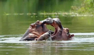 Un estudio del Instituto Alexander von Humboldt y la Universidad Nacional registró la presencia de 133 hipopótamos en el país.
