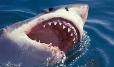 Dimensión de un tiburón blanco, imagen de referencia.