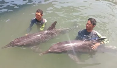 Los delfines rescatados 