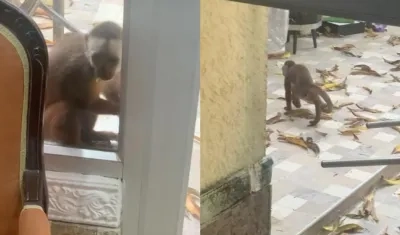 Este es el mico que está haciendo daño en patios y techos del barrio El Prado.
