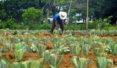 Campesinos se benefician en la entrega de hectáreas del Gobierno.