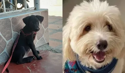 Mascotas extraviadas en Soledad y Barranquilla.