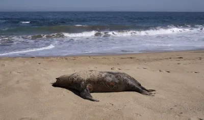 Fotografía de un lobo marino muerto en la playa de Reñaca este viernes en Viña del Mar.
