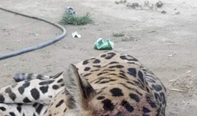 Mataron a un jaguar en zona rural de Ciénaga.