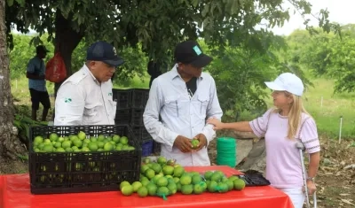 La gobernadora Elsa Noguera en la recolección de la primera cosecha del Limón Tahití 