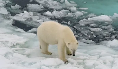 El hielo marino del Ártico ha disminuido rápidamente, sobre todo a partir del año 2000