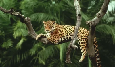 En Colombia la cacería del jaguar es un delito
