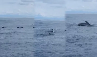 Momento en el que las ballenas piloto son captadas en video.