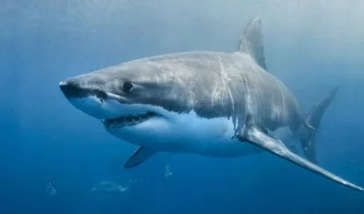 Fotografía referencia de un tiburón