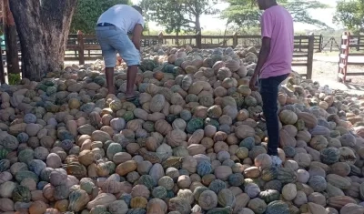 En zona rural están a punto de perderse 470 toneladas de auyama