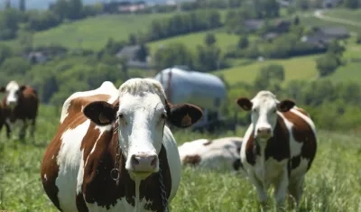 La persona diagnosticada estuvo en contacto con vacas lecheras supuestamente infectadas con este virus