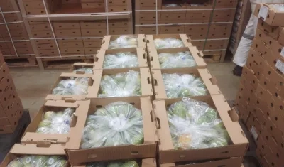 El mango de azúcar cultivado en el departamento del Magdalena fue despachado en dos contenedores