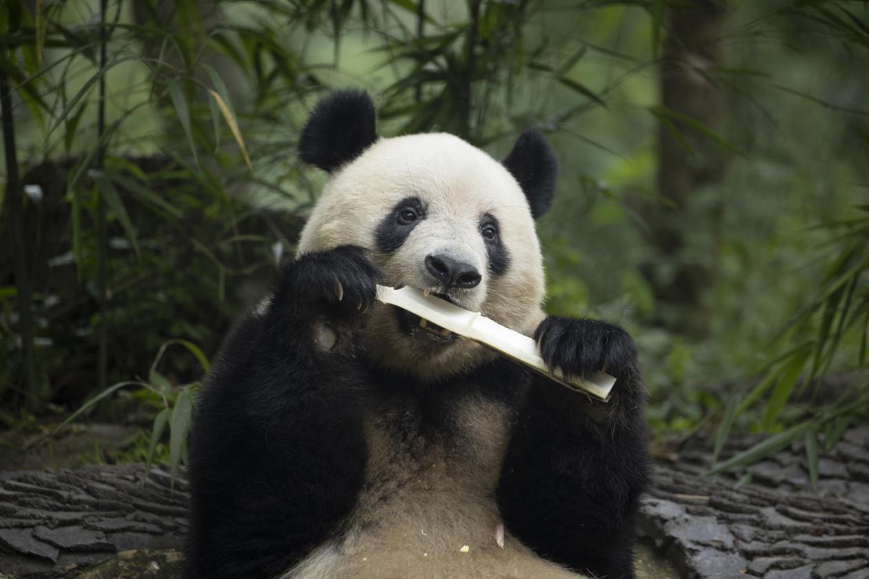 Pandas retornan a China.
