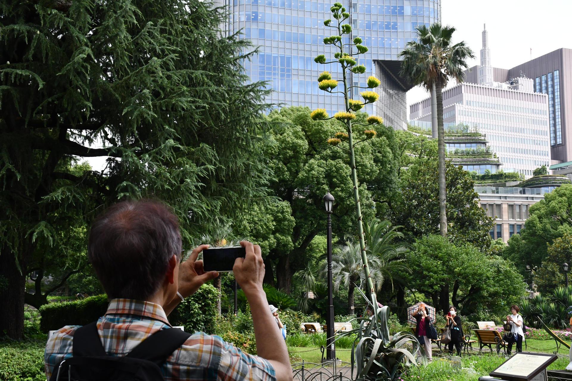 Una planta centenaria de agave, que se dice que florece solo una vez cada siglo, ha comenzado a abrir sus flores amarillas en el céntrico parque tokiota de Hibiya.